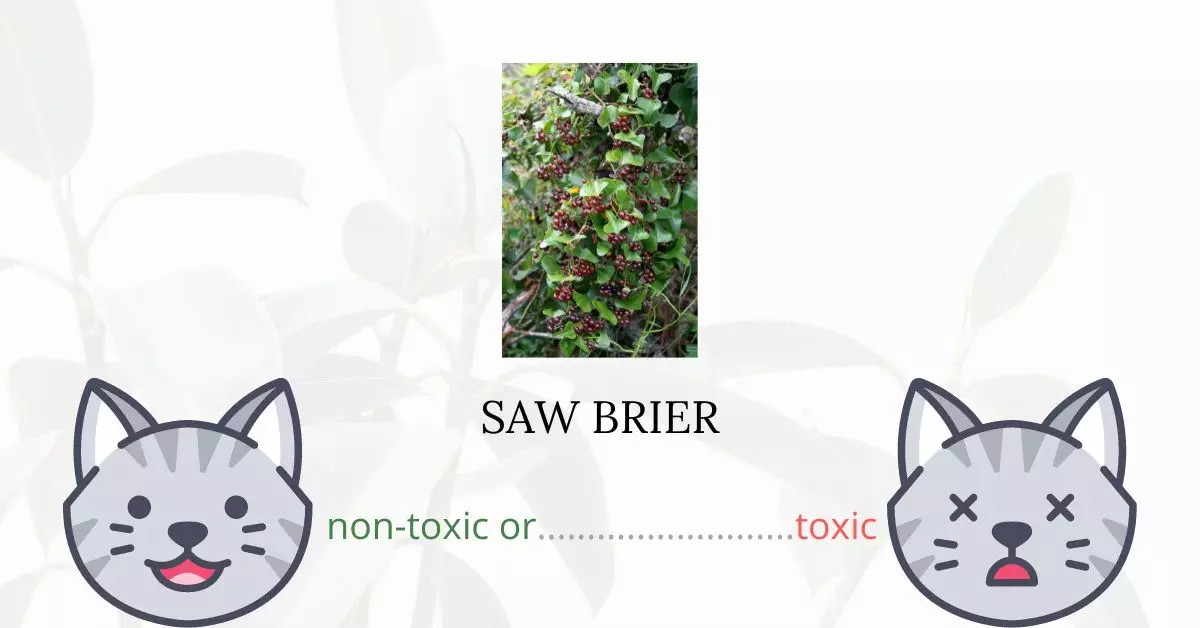 Is Saw Brier Toxic For Cats