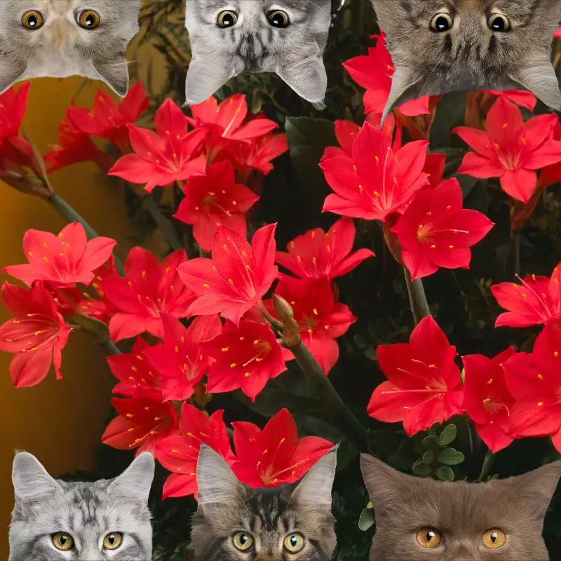 Scarborough Lily and cats