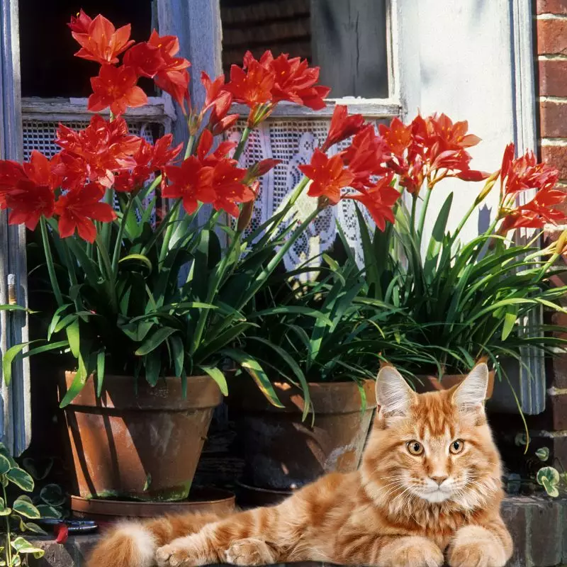 Scarborough Lily with a cat