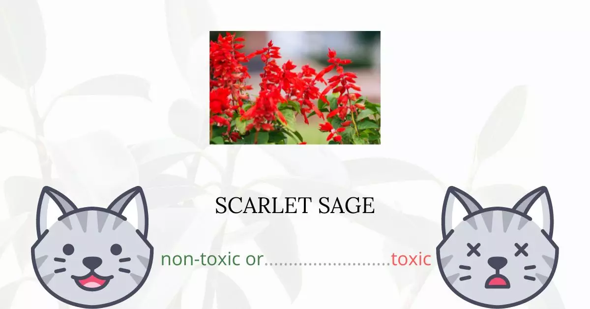 Is Scarlet Sage or Texas Sage Toxic For Cats