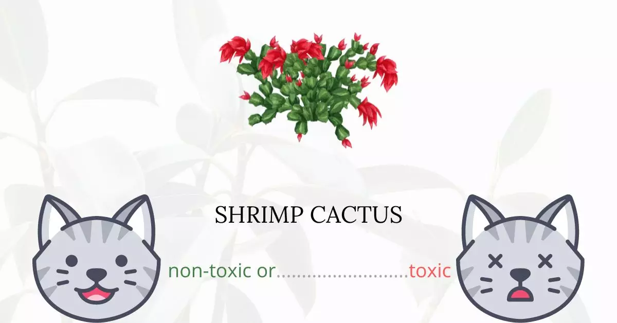 Is Shrimp Cactus Toxic For Cats