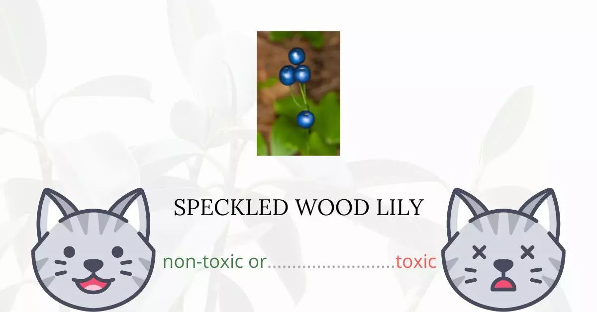 Is Speckled Wood Lily or White Clintonia Toxic For Cats?