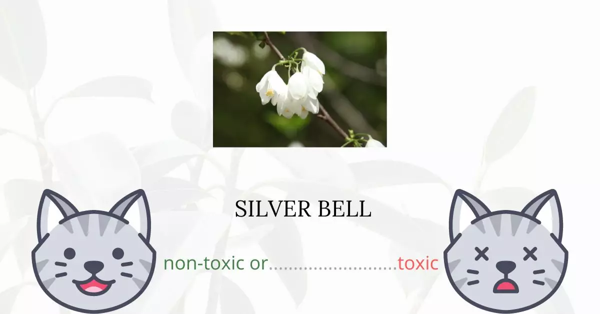 Is Silver Bell or Snowbell Tree Toxic For Cats