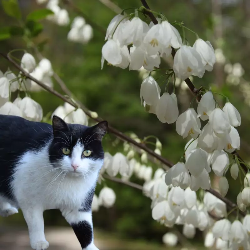 Silver Bell with a cat nearby