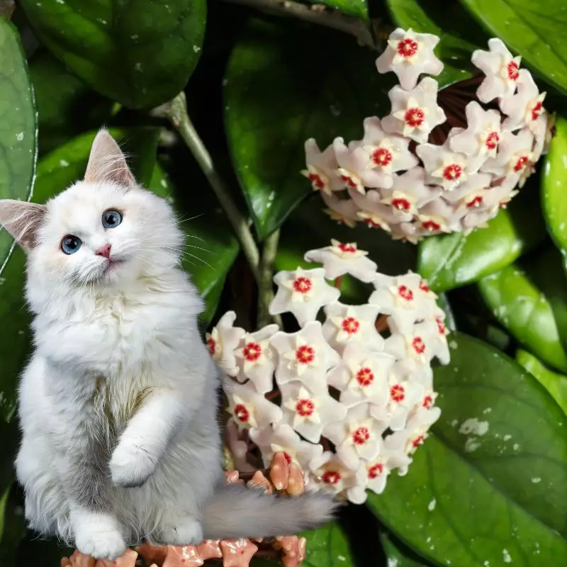 Silver Pink Vine with a cat nearby