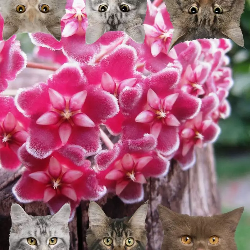 Silver Pink Vine with cats