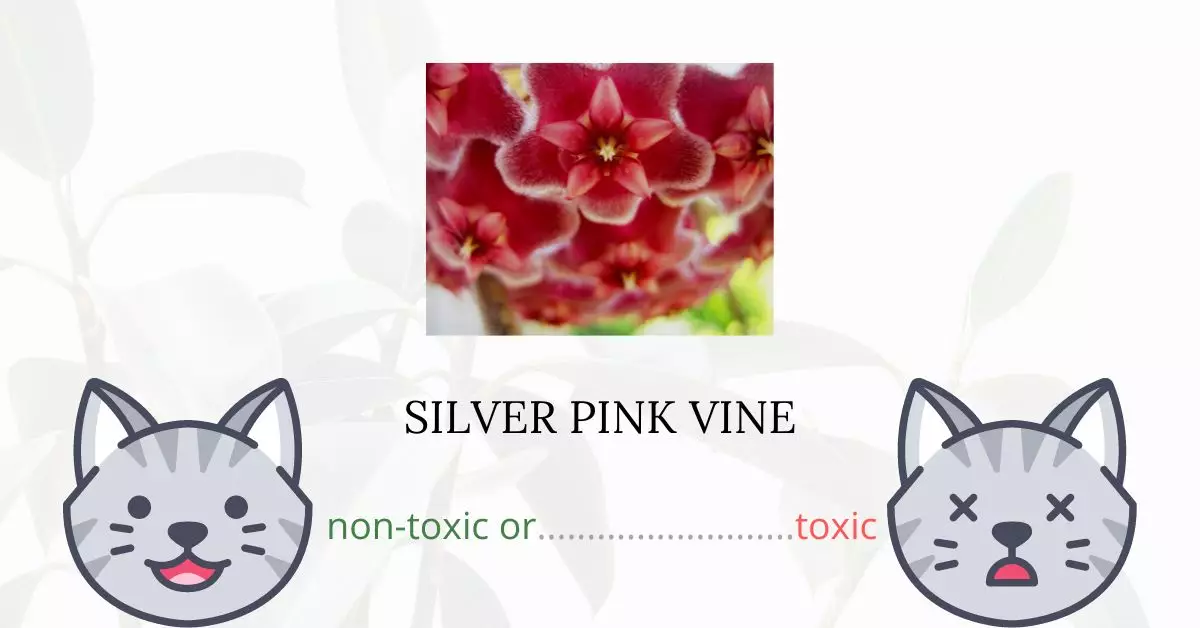 Is Silver Pink Vine Toxic For Cats