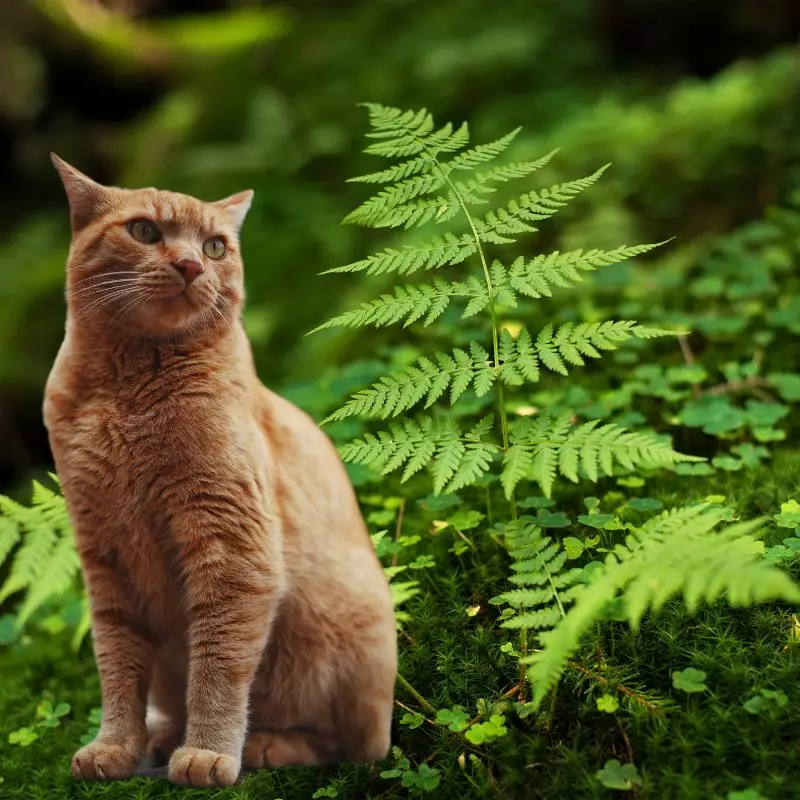 Silver Table Fern with a cat nearby