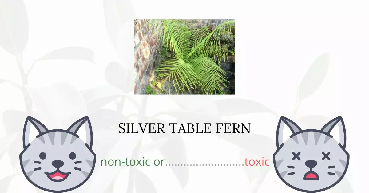 Is Silver Table Fern Toxic For Cats