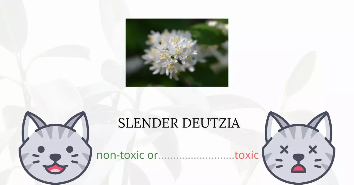 Is Slender Deutzia or Japanese Snow Flower Toxic For Cats