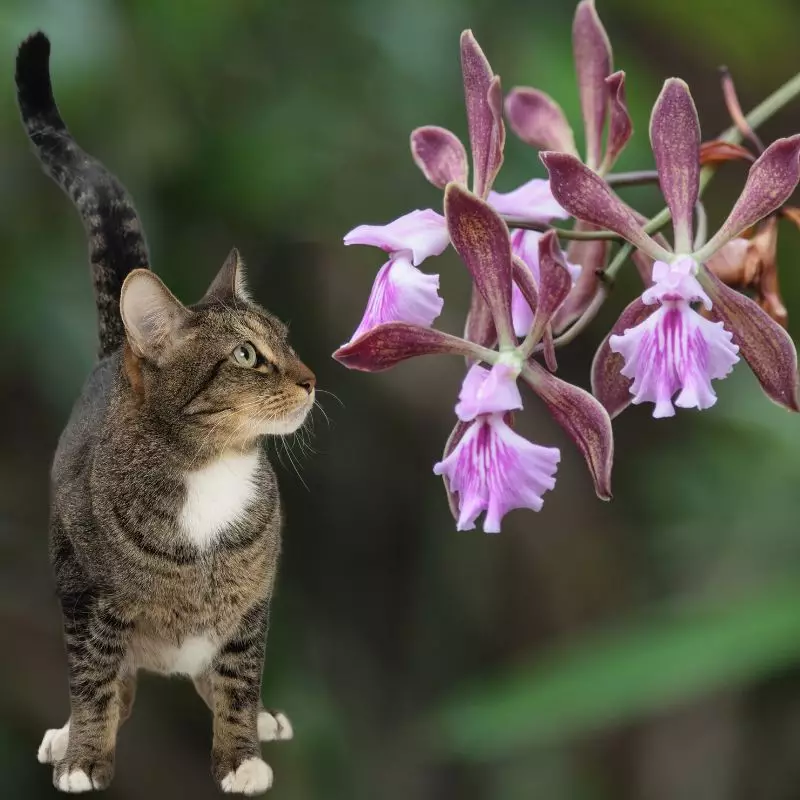 Spice Orchid near the cat