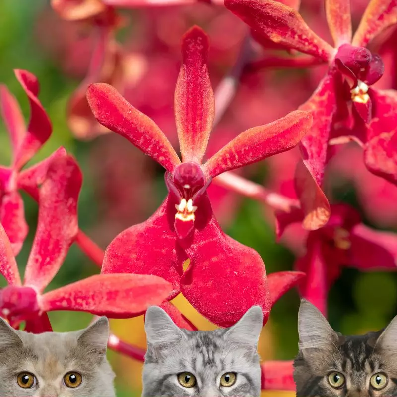 Spice Orchid with cats