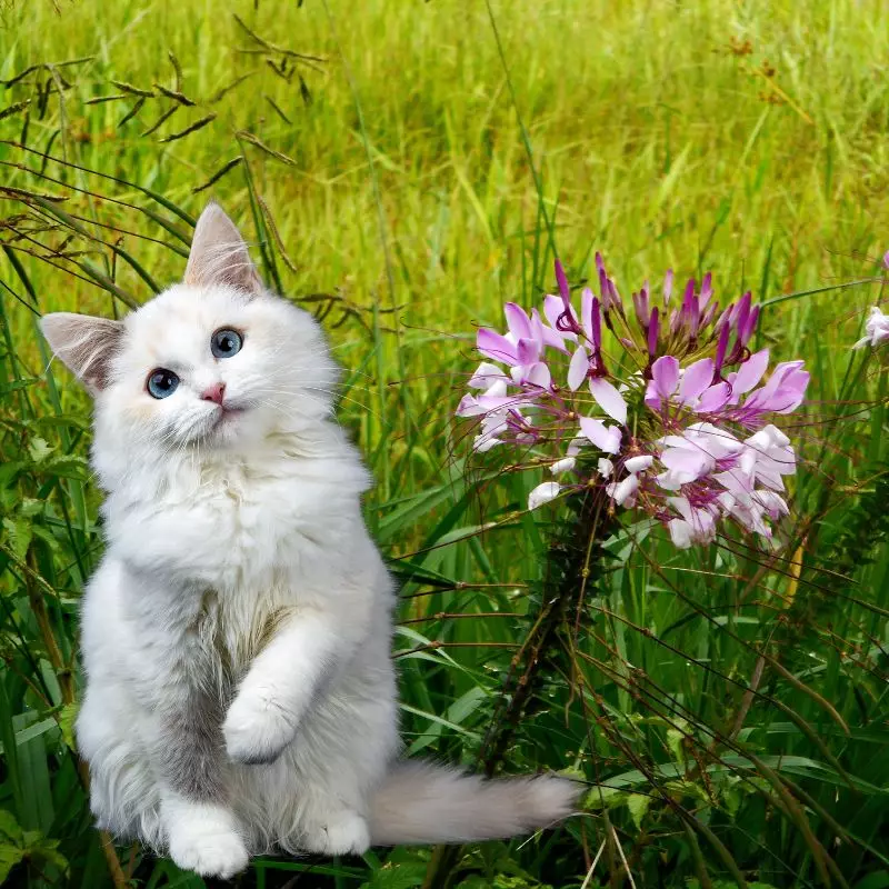 Spider Flower with a cat nearby