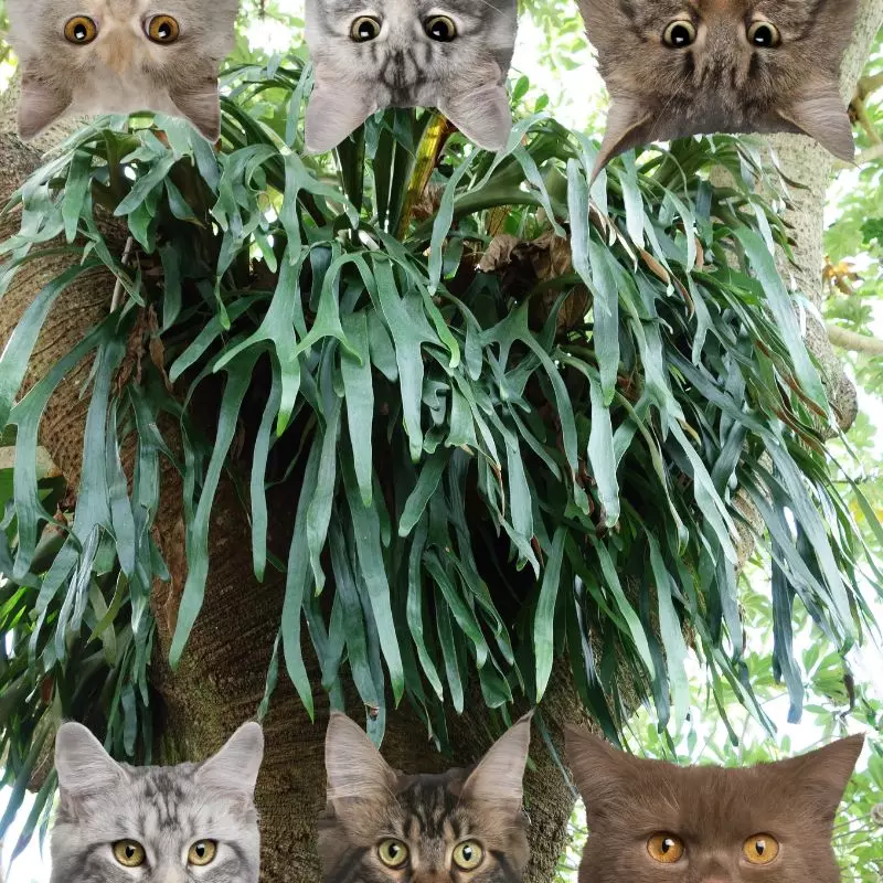 Staghorn Fern and cats