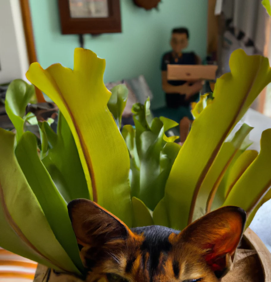 Staghorn Fern plant with a happy cat