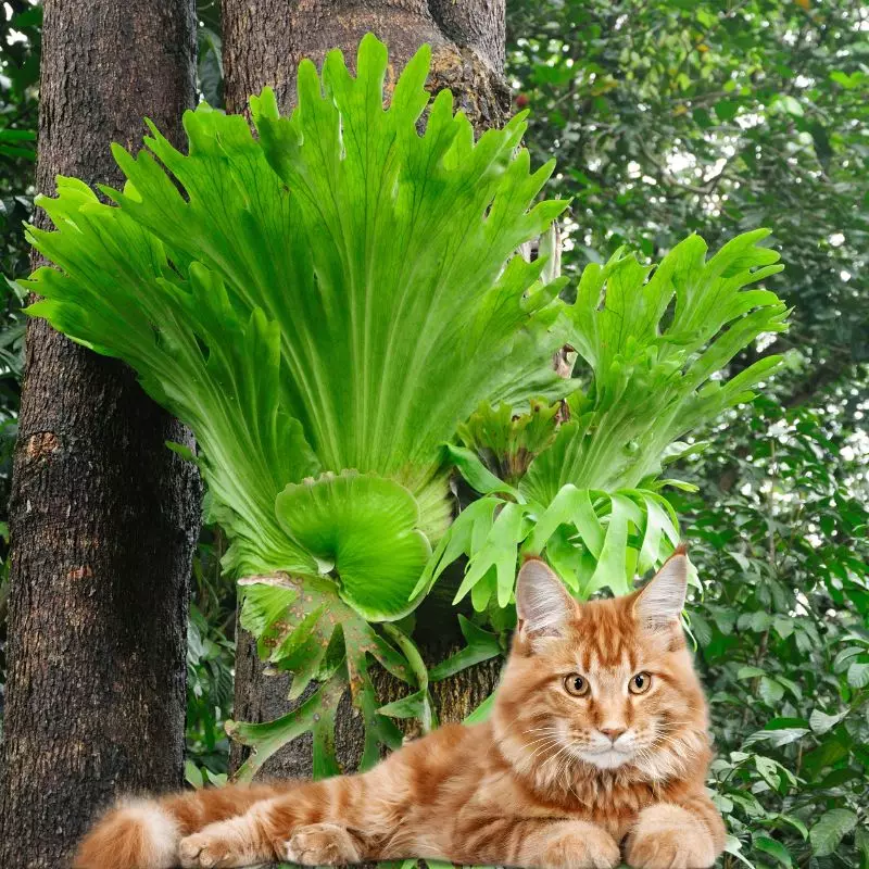 Staghorn Fern with a cat under it