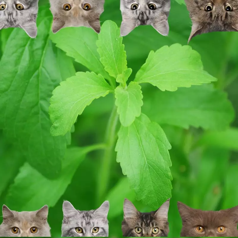 Stevia and cats