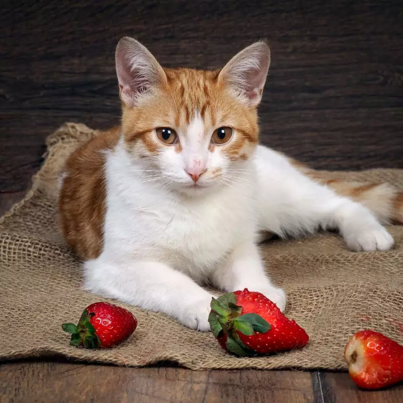 Strawberries and a cat