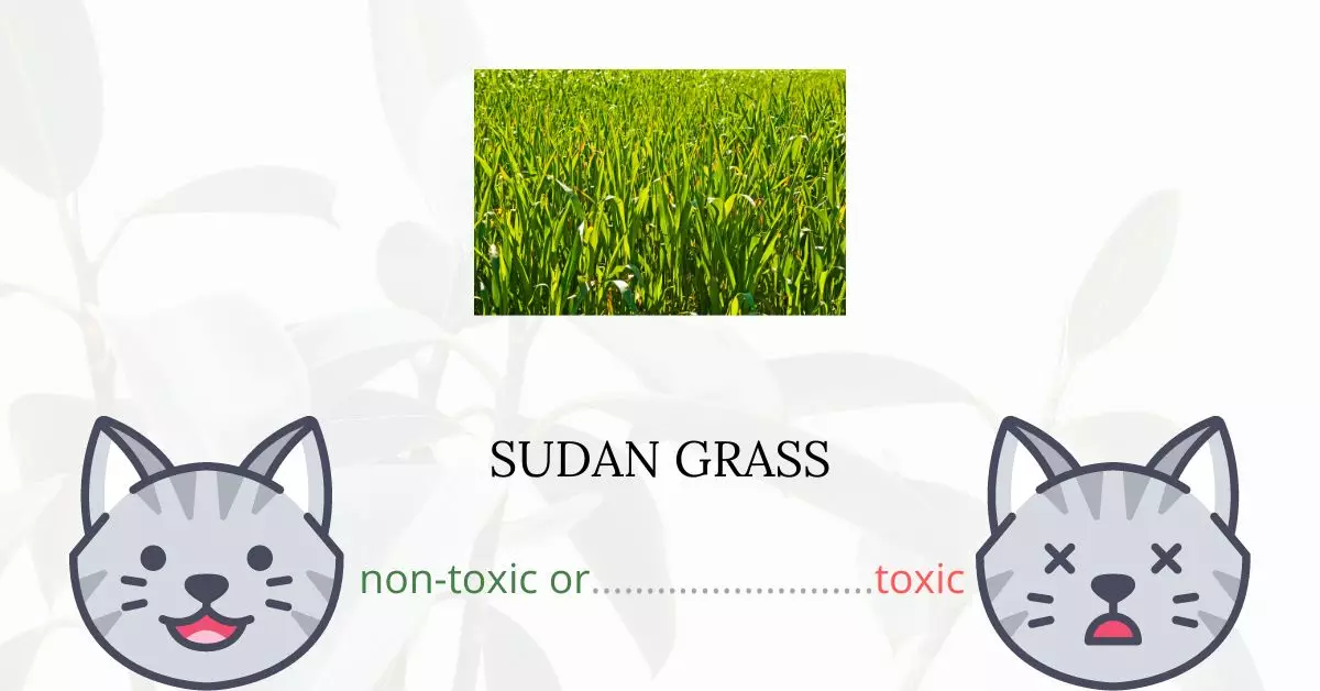 Is Sudan Grass Toxic For Cats