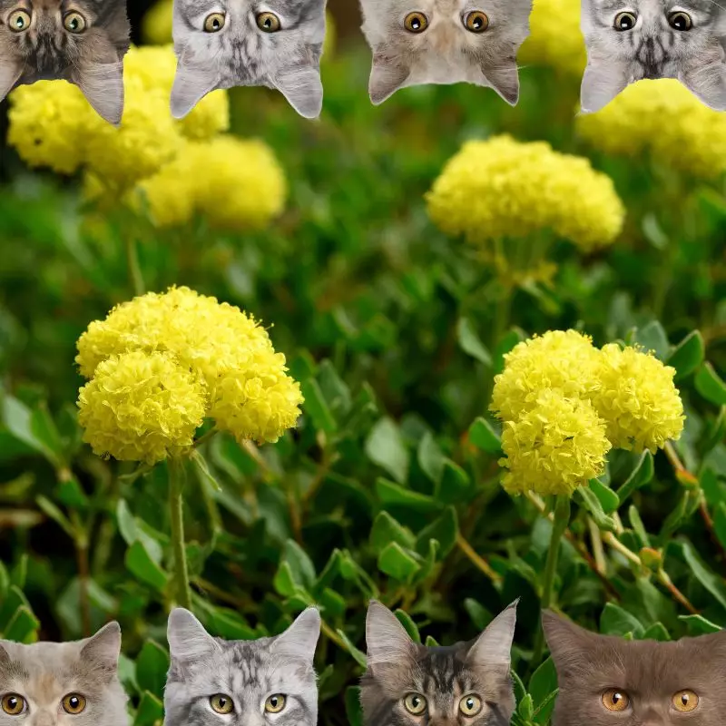 Sulfur Flowers and cats