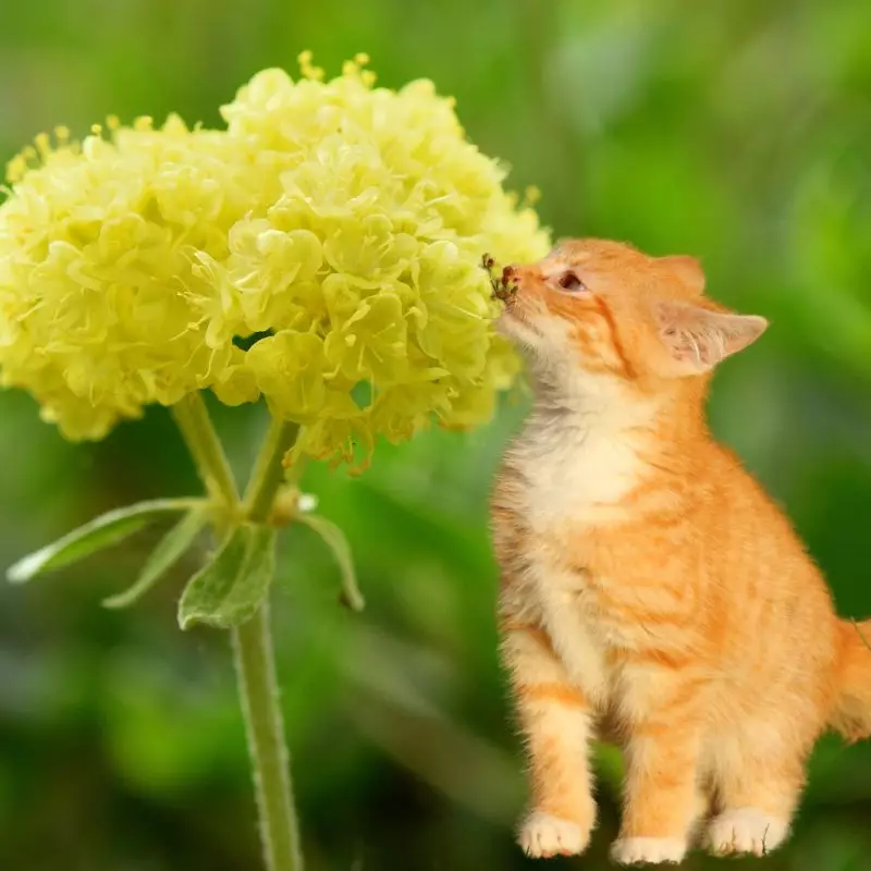 Sulfur Flower with a cat nearby