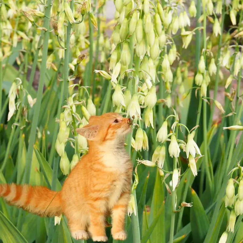 Summer Hyacinth and a cat nearby