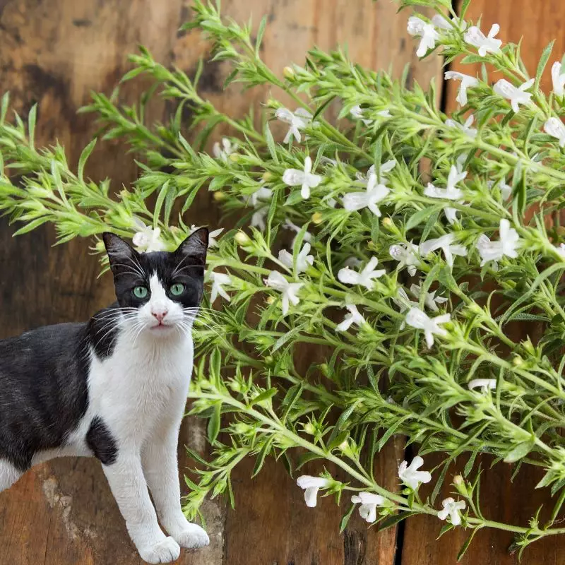 Summer Savory with a cat