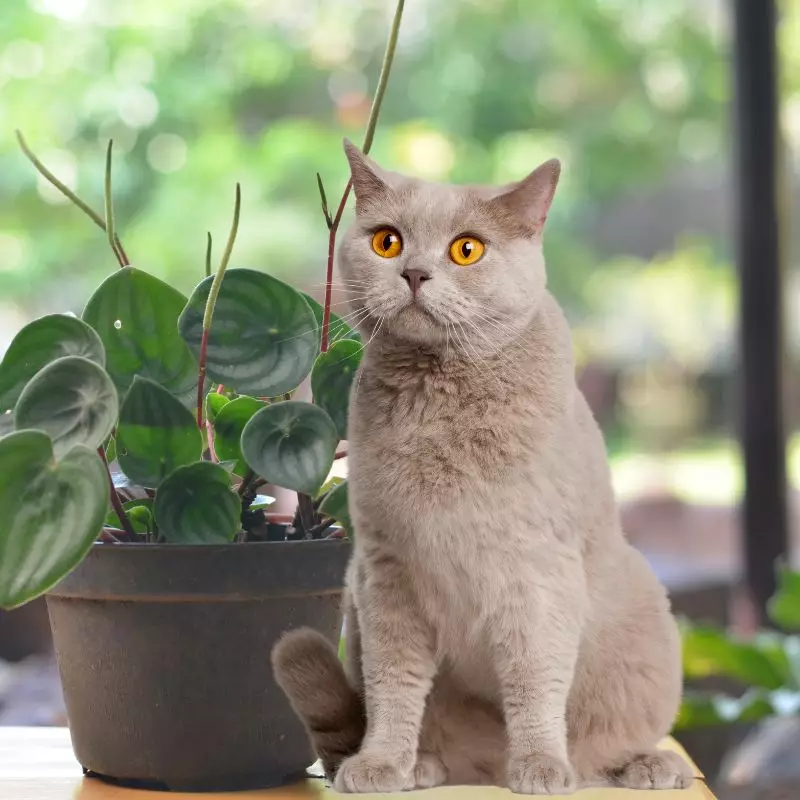 Watermelon Peperomia and a cat nearby