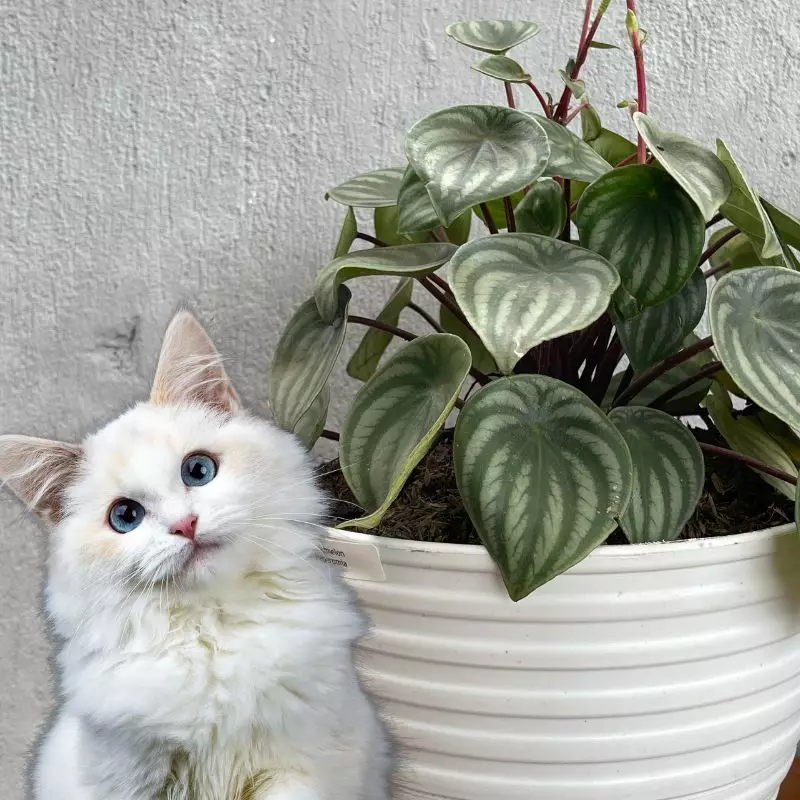 Watermelon Peperomia and a cat