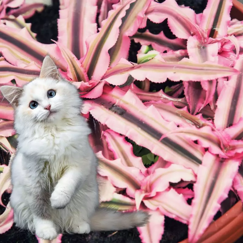 Zebra Plant and a cat