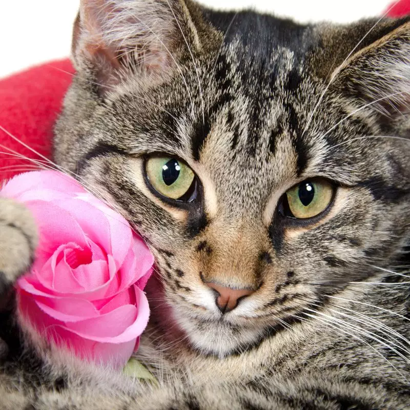 cat and a rose