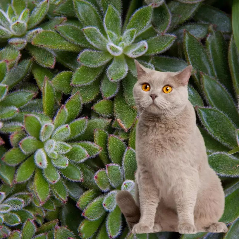 plush plant and a cat nearby