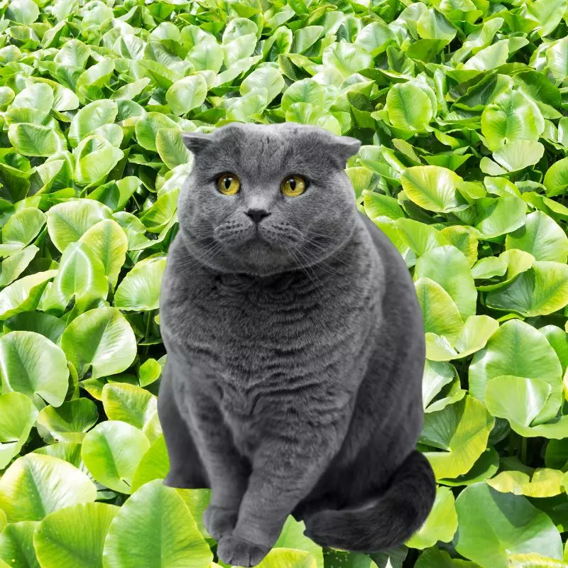 Cat among Water Hyacinths