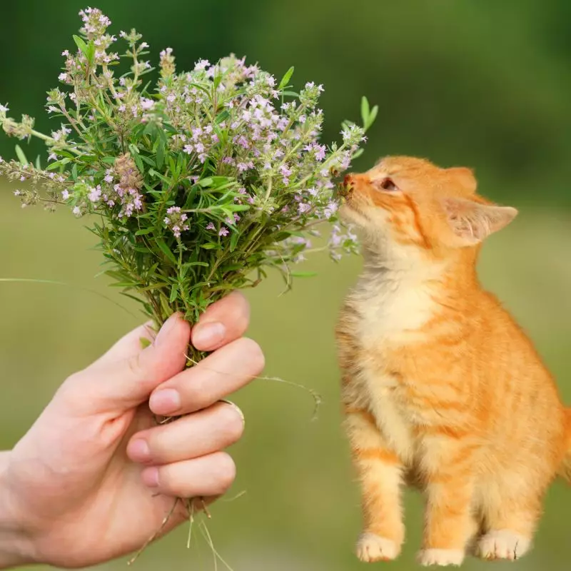 Cat and thyme