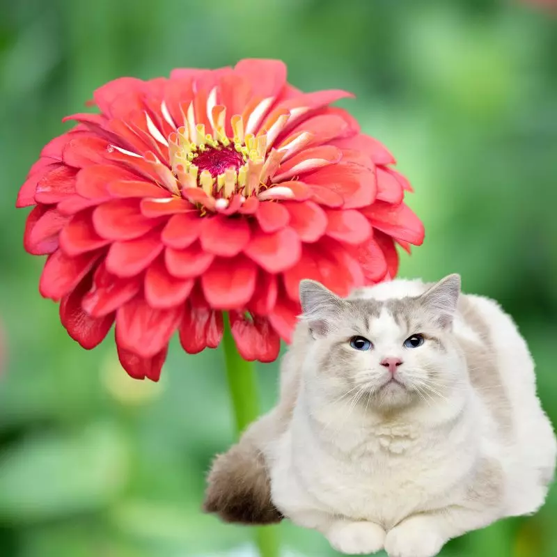 Cat lies with a Zinnia