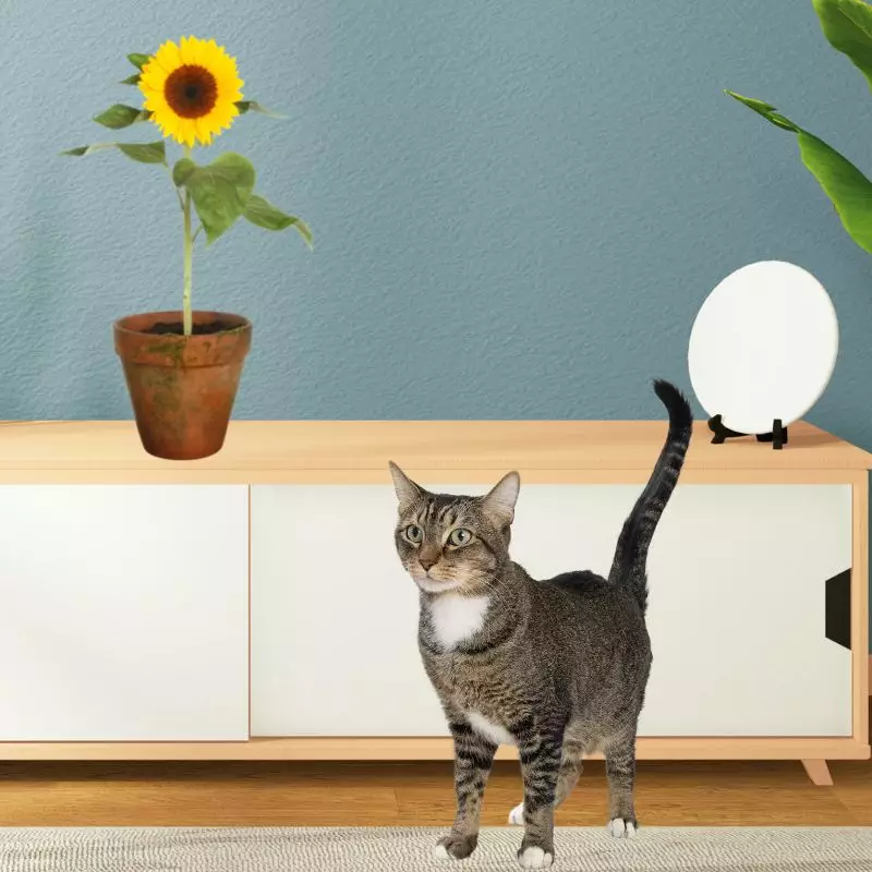 Cat looks at Sunflower