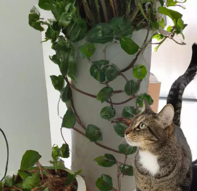 Cat near a Vining Peperomia