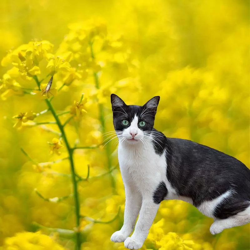 Cat near a Yellow Rocket