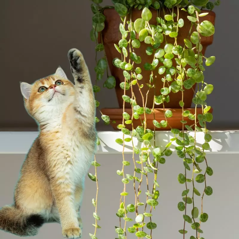 Cat plays with Trailing Peperomia