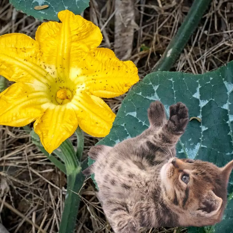 Cat plays with a Yellow-Flowered Gourd