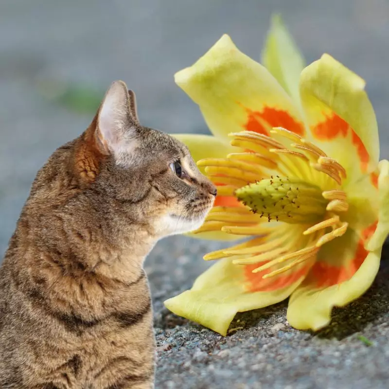 Cat sees tulip poplar