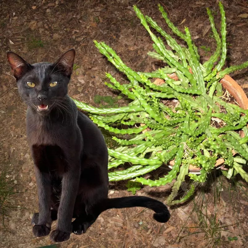 Cat sits near Toad Spotted Cactus