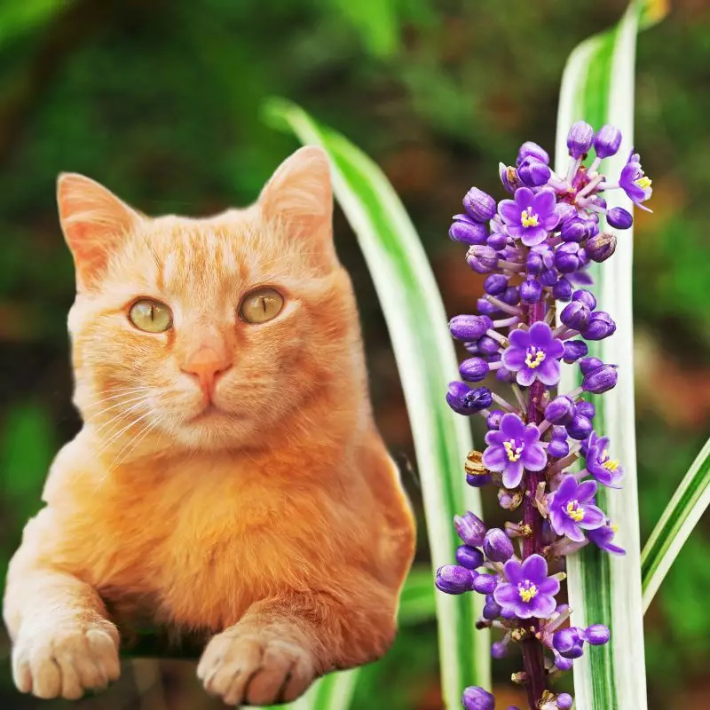 Cat sits near Turf Lily