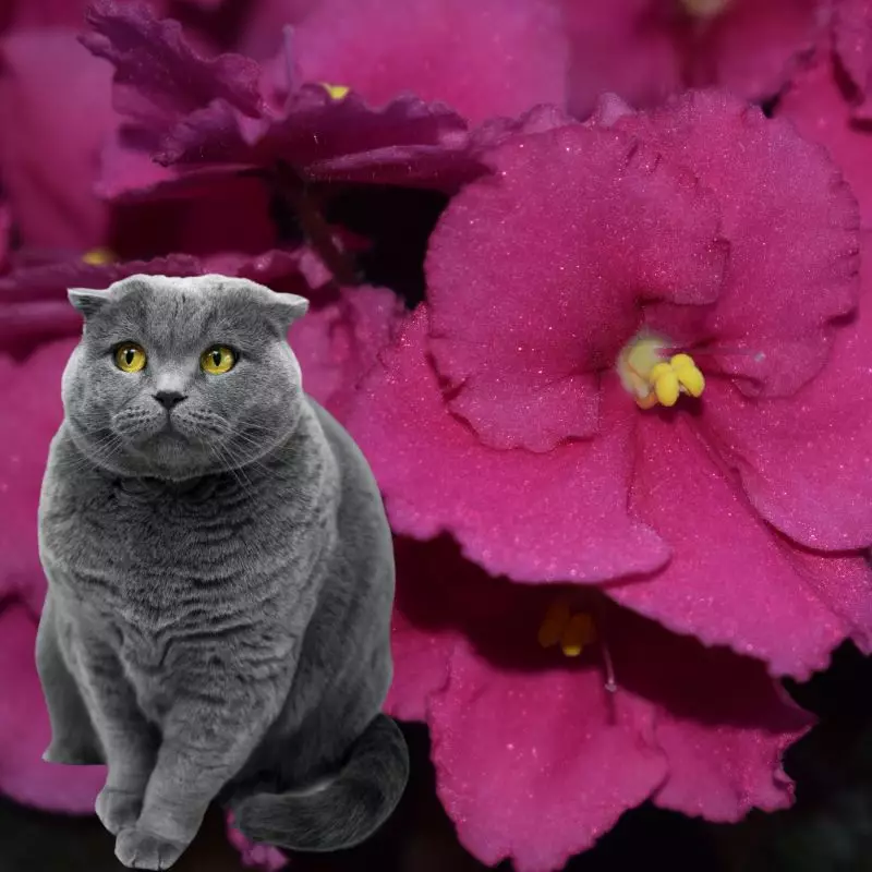 Cat sits near Usambara Violet