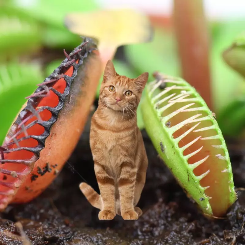 Cat sits near Venus Fly Trap