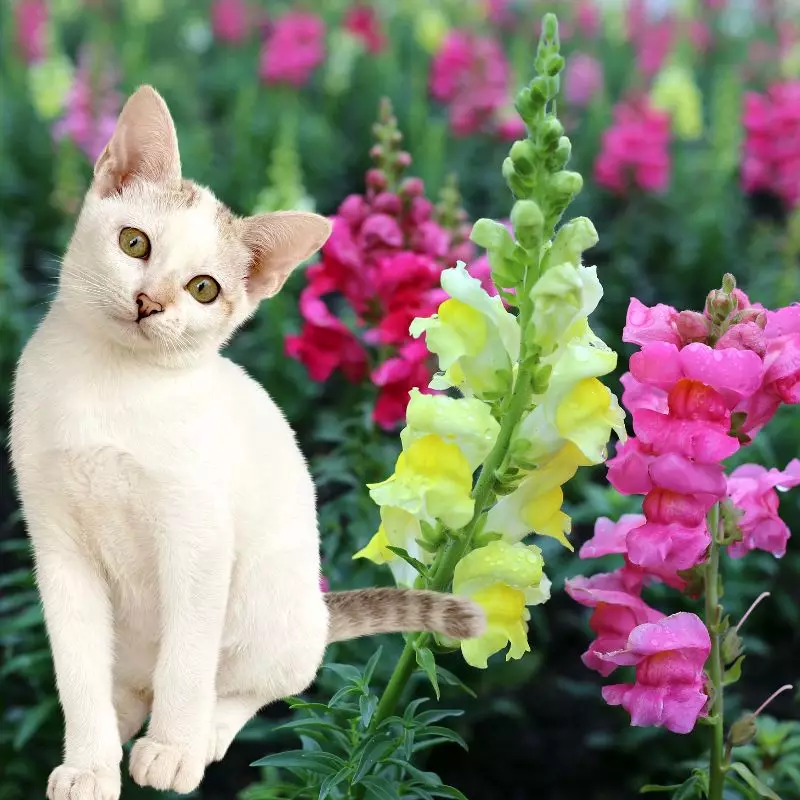 Cat sits near Withered Snapdragons 