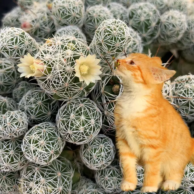 Cat sniffs Thimble Cactus