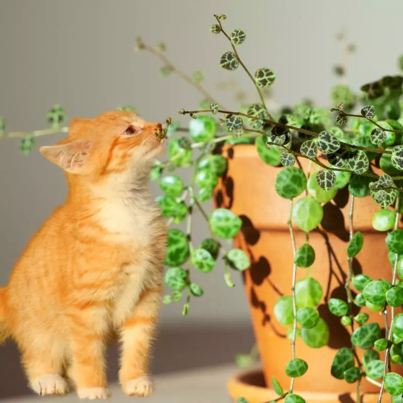 Cat sniffs Trailing Peperomia