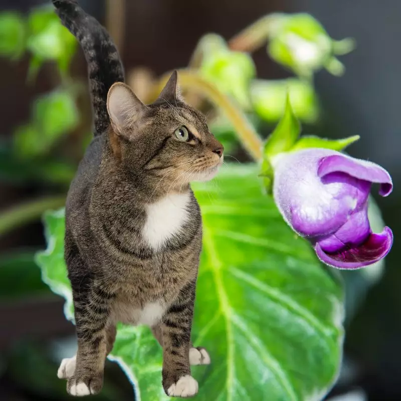 Cat sniffs Tree Gloxinia