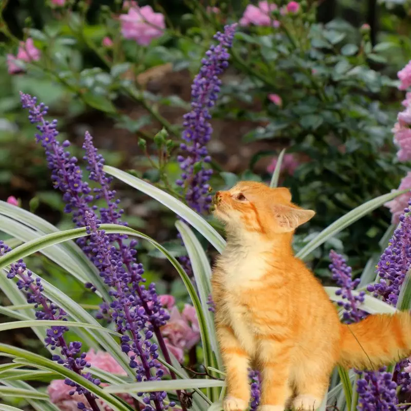 Cat sniffs Turf Lily